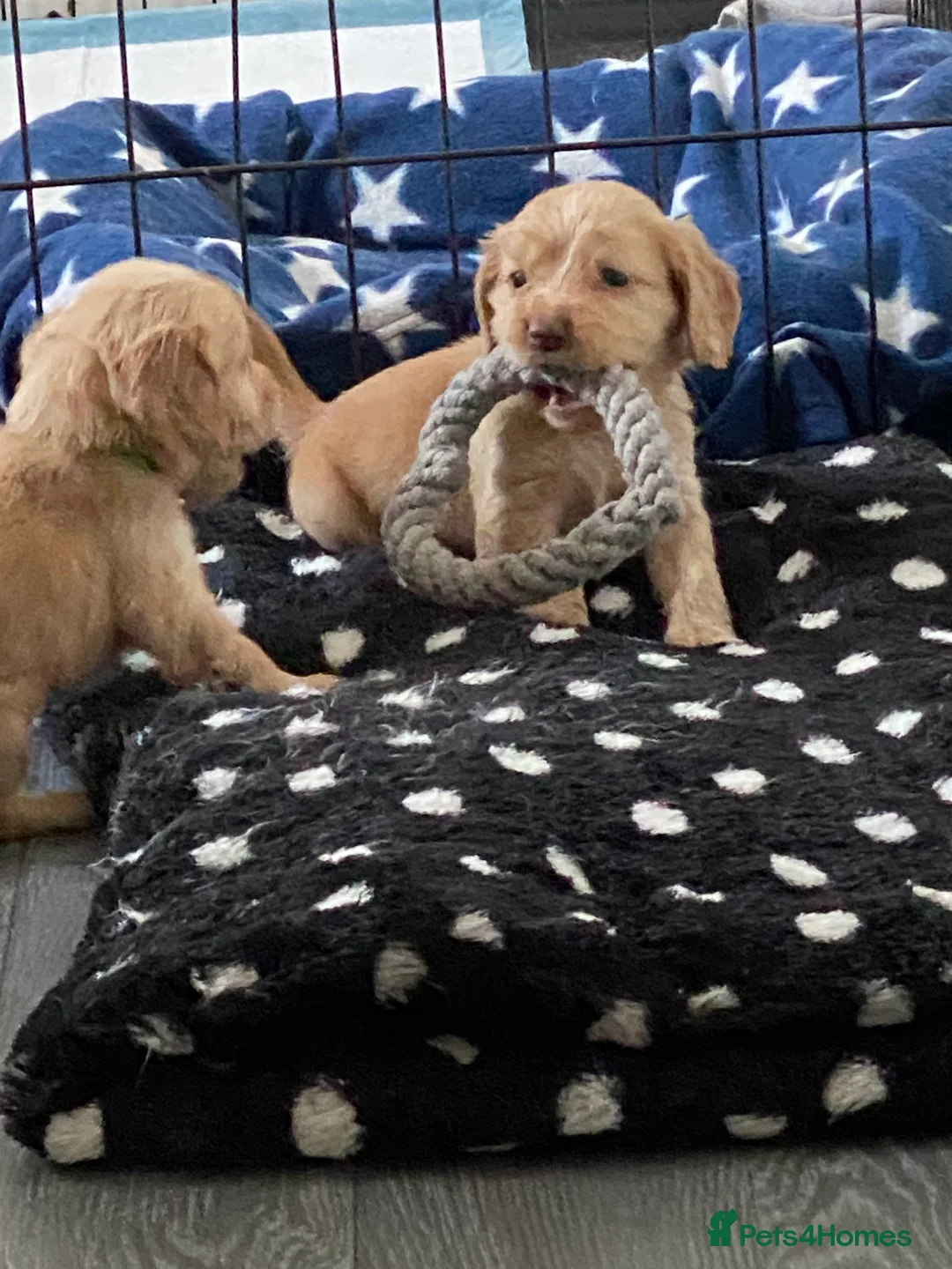 Cocker Spaniel dogs for sale: Cocker Spaniel girl looking for an amazing home - Advert 7