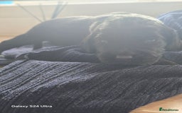Cocker Spaniel dogs for sale: Cocker spaniel puppies 🐶  - Image 26
