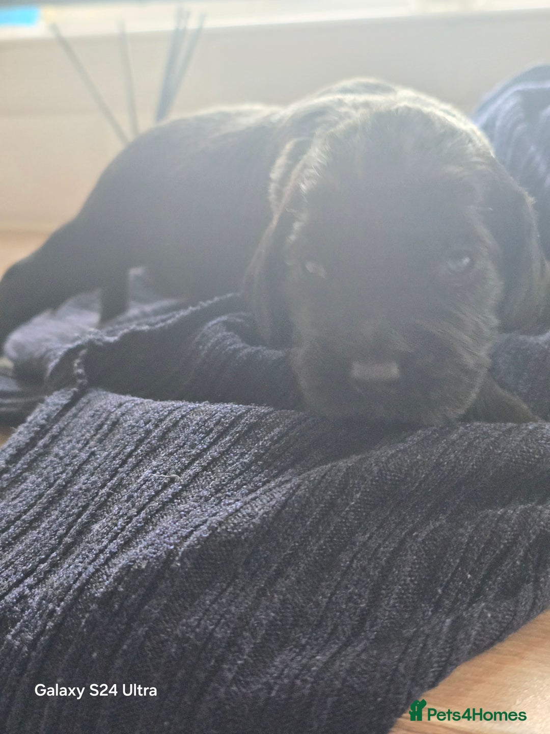 Cocker Spaniel dogs for sale: Cocker spaniel puppies 🐶  - Image 26