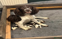 English Springer Spaniel dogs for sale: Gorgeous English Springer spaniel puppies - Image 2