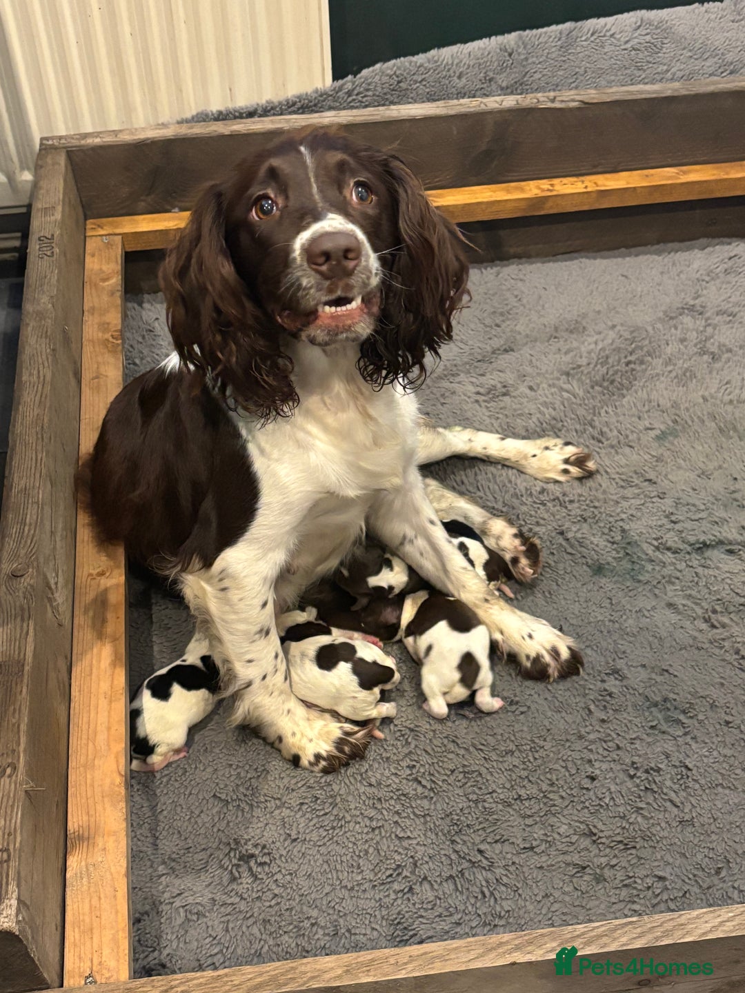 English Springer Spaniel dogs for sale: Gorgeous English Springer spaniel puppies - Image 2