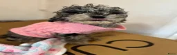 Miniature Poodle dogs for sale: I have two amazing puppies  in Enfield - Advert 11