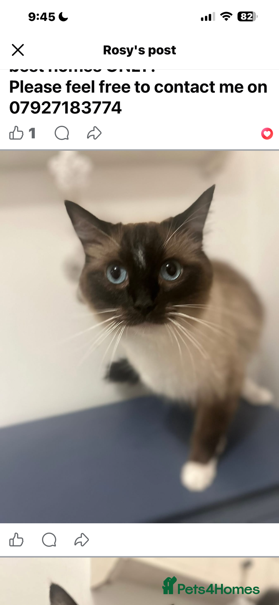 Ragdoll cats for sale: Two lovely ragdoll cats  - Advert 3