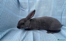 Rex rabbits for sale: Adult and babies  - Image 16