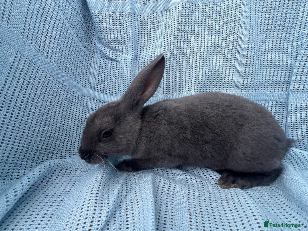 Rex rabbits for sale: Adult and babies  - Image 16