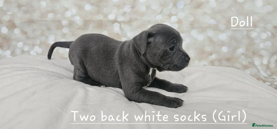 Staffordshire Bull Terrier dogs for stud: Stud  in Godalming - Advert 17