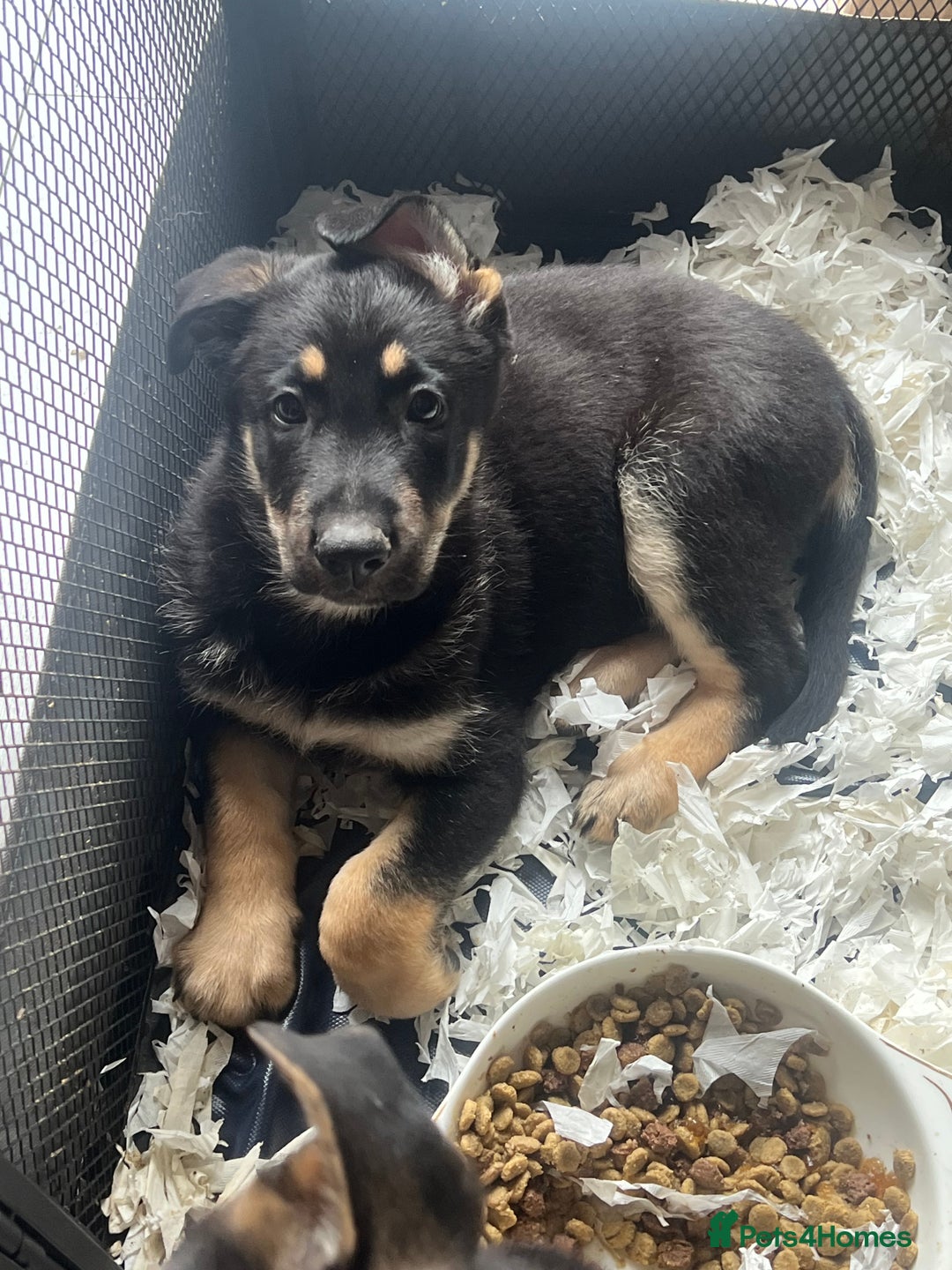 German Shepherd dogs for sale: German Shepherd Puppies  - Image 2