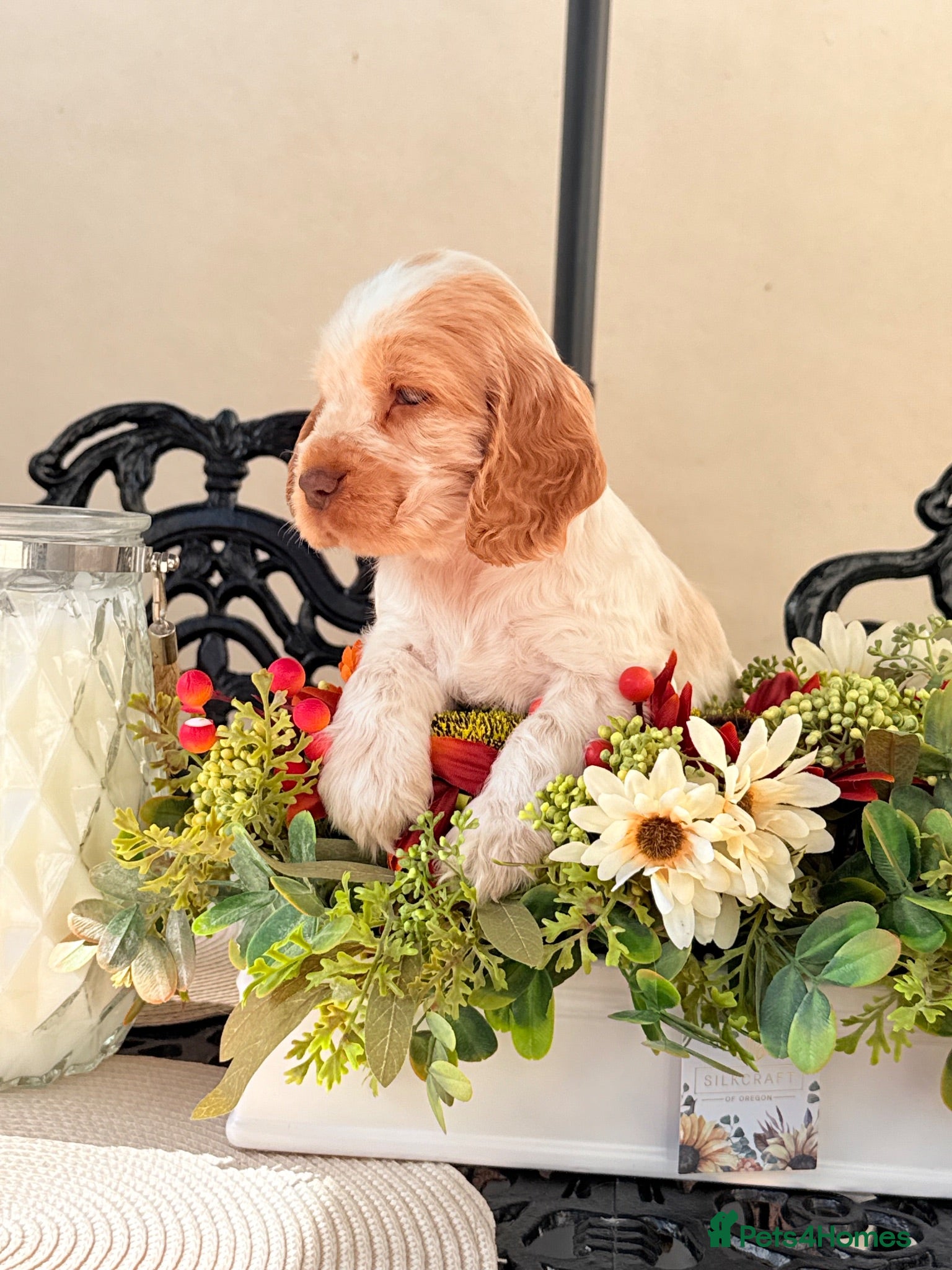 Cocker Spaniel dogs Show type cocker spaniels  - Advert 5