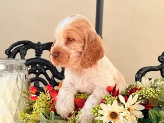 Cocker Spaniel dogs Show type cocker spaniels - Advert 5