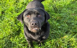 Labrador Retriever dogs for sale: Lovable and playful 12 Month Old Labrador Dog  - Advert 2