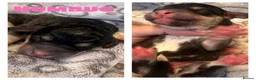 Cockapoo dogs for sale: 🐾 Beautiful F1bb Cockerpoo Puppies 🐾 in Peterborough - Advert 4