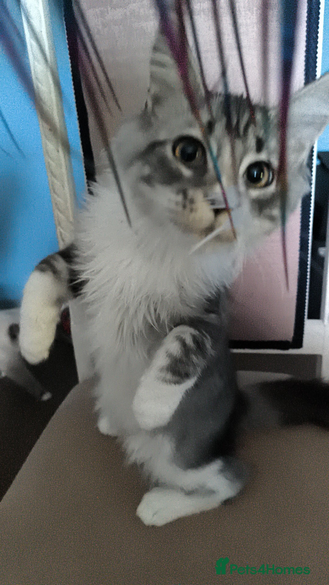 Maine Coon cats for sale: Striking Maine Coon girl - Advert 3