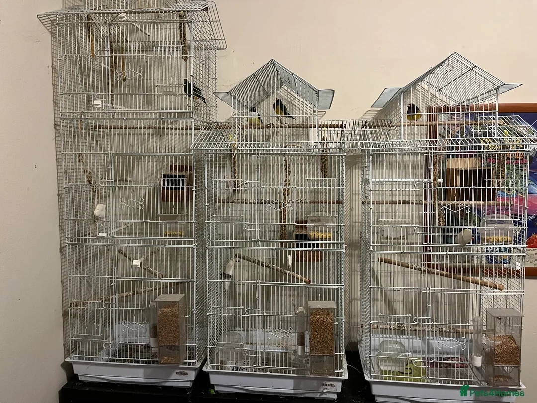 Finches birds for sale: Australian finches - Advert 3