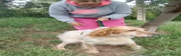 English Setter dogs for adoption: Vinnie in Worthing - Advert 7