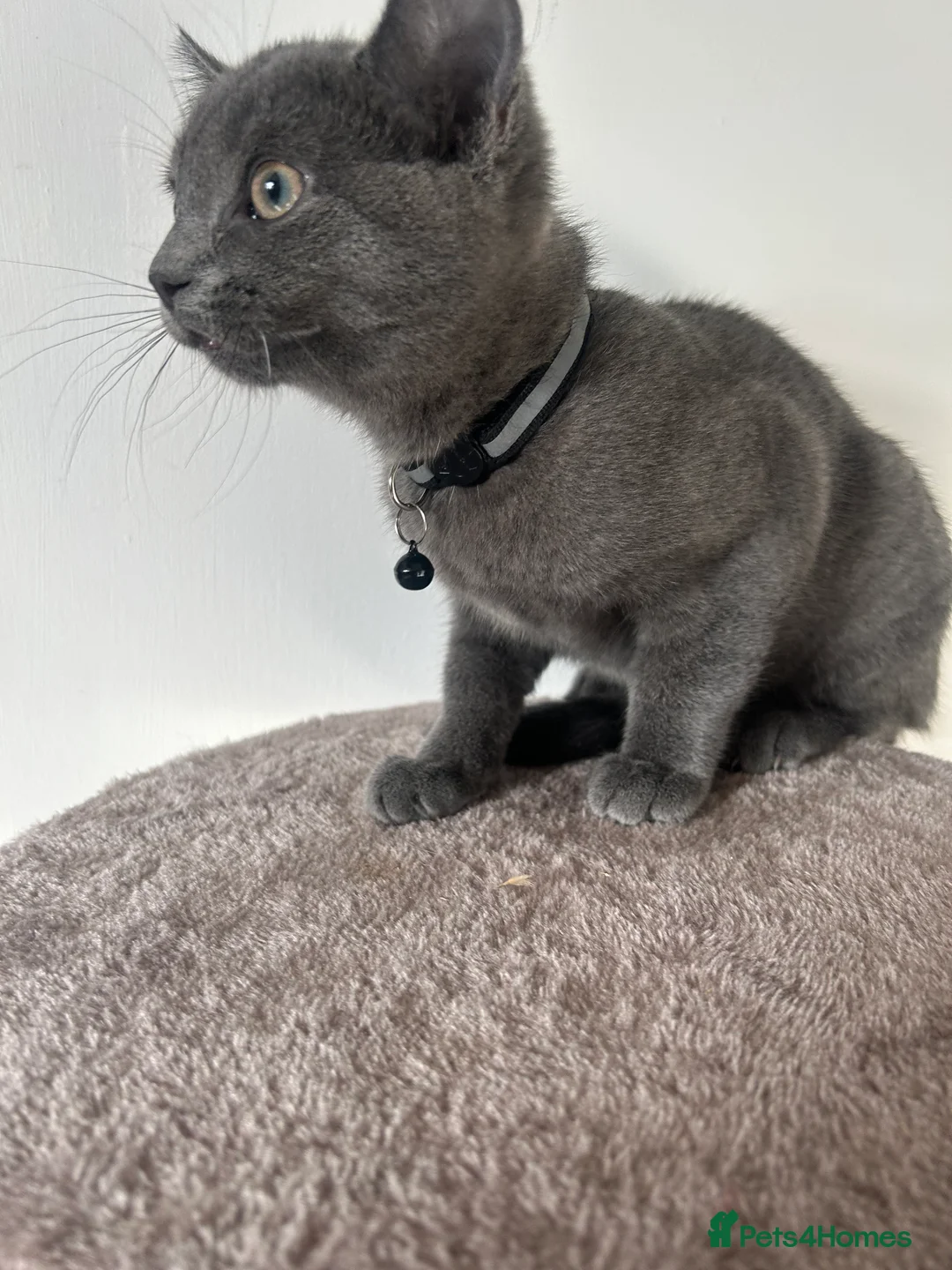 Mixed Breed cats for sale: Beautiful boys ready to leave  - Advert 3