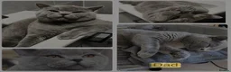 Mixed Breed cats for sale: British shorthair cross kittens in Cambridge - Advert 10