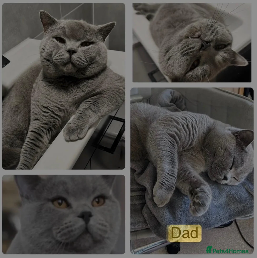 Mixed Breed cats for sale: British shorthair cross kittens in Cambridge - Advert 10