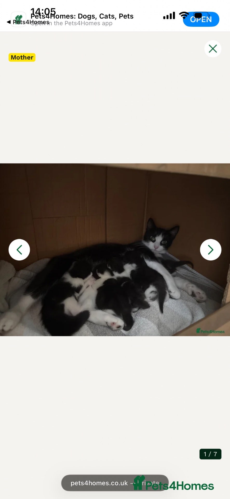 Mixed Breed cats 2 male cats for sale - Advert 1