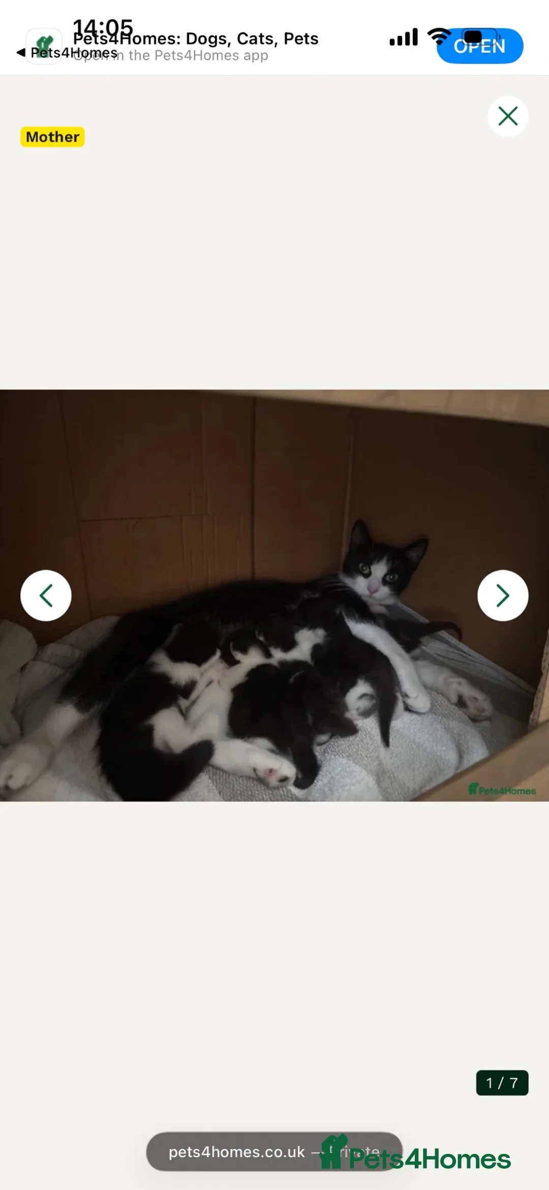 Mixed Breed cats for sale: 2 male cats for sale - Advert 1