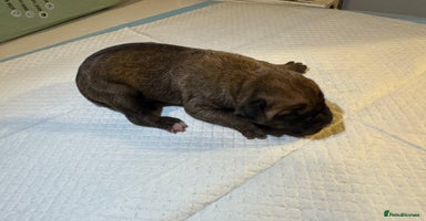 Mixed Breed dogs - Advert 3
