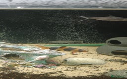 Other/Mixed Breed fish for sale: 5ft fish tank with fish - Image 9