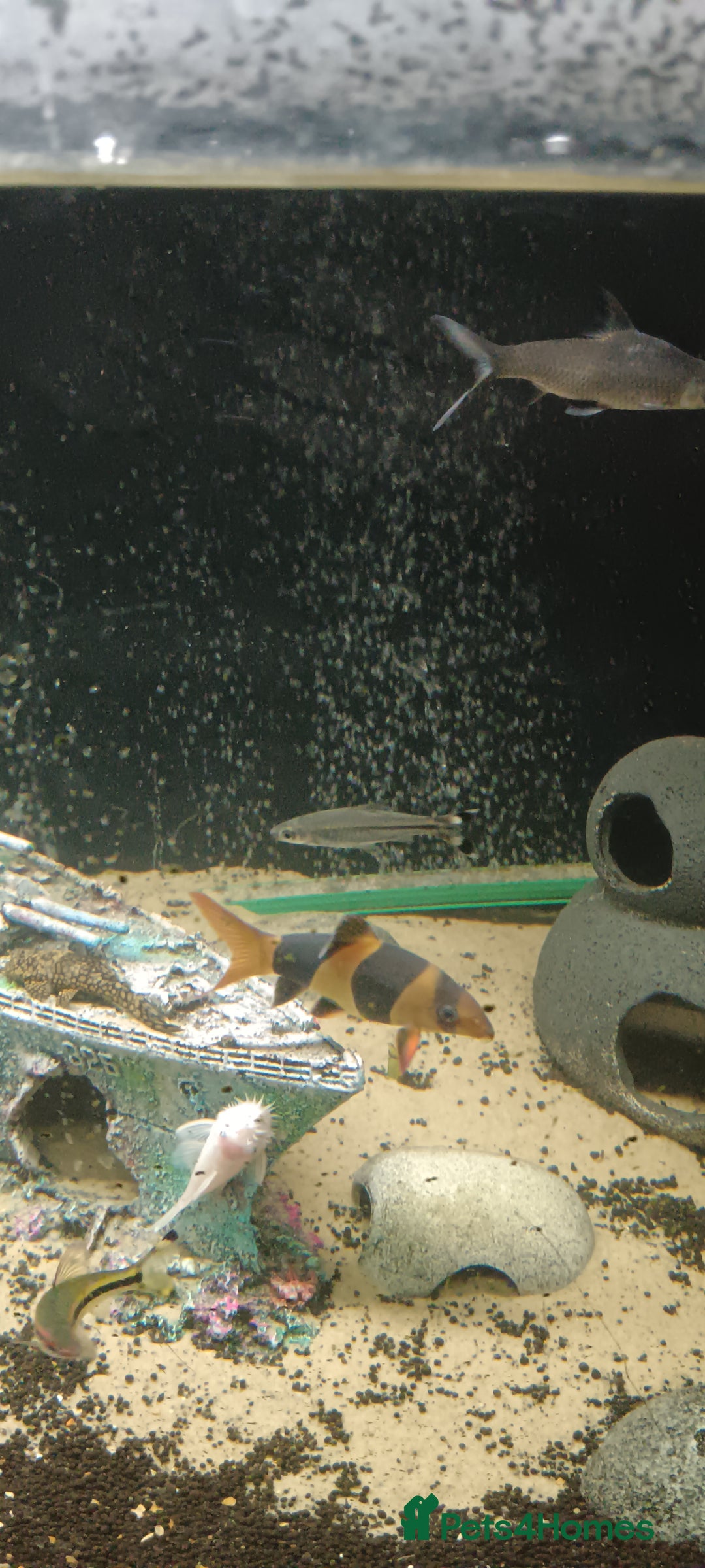 Other/Mixed Breed fish for sale: 5ft fish tank with fish - Image 9