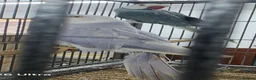 Ringnecks birds for sale: Breeding Pairs of Indian Ringnecks for sale - Advert 7