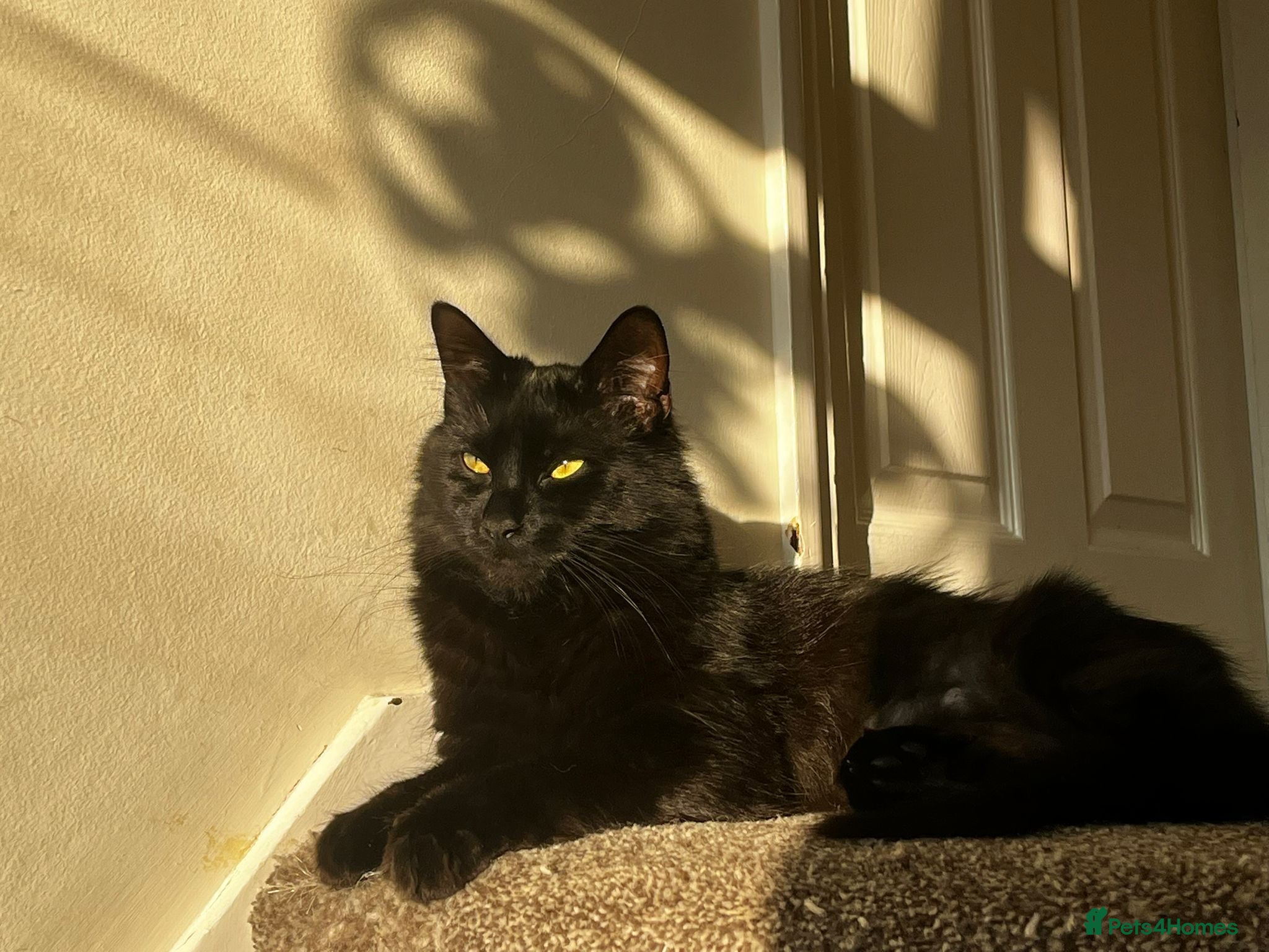 Maine Coon cats Male looking for a loving home  - Advert 1