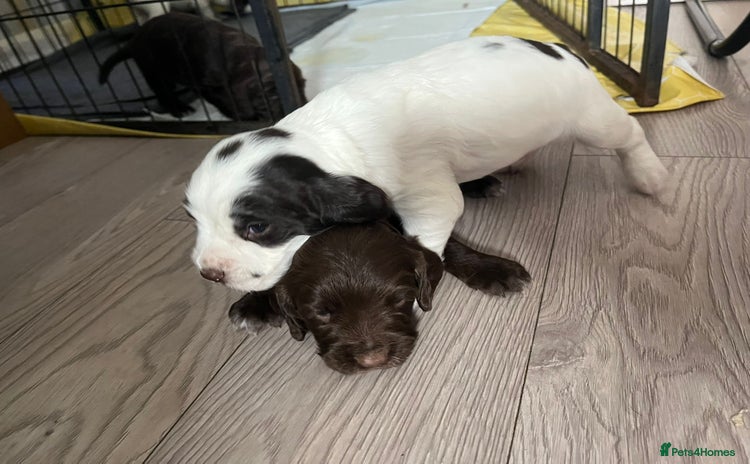 Sprocker dogs - Advert 16