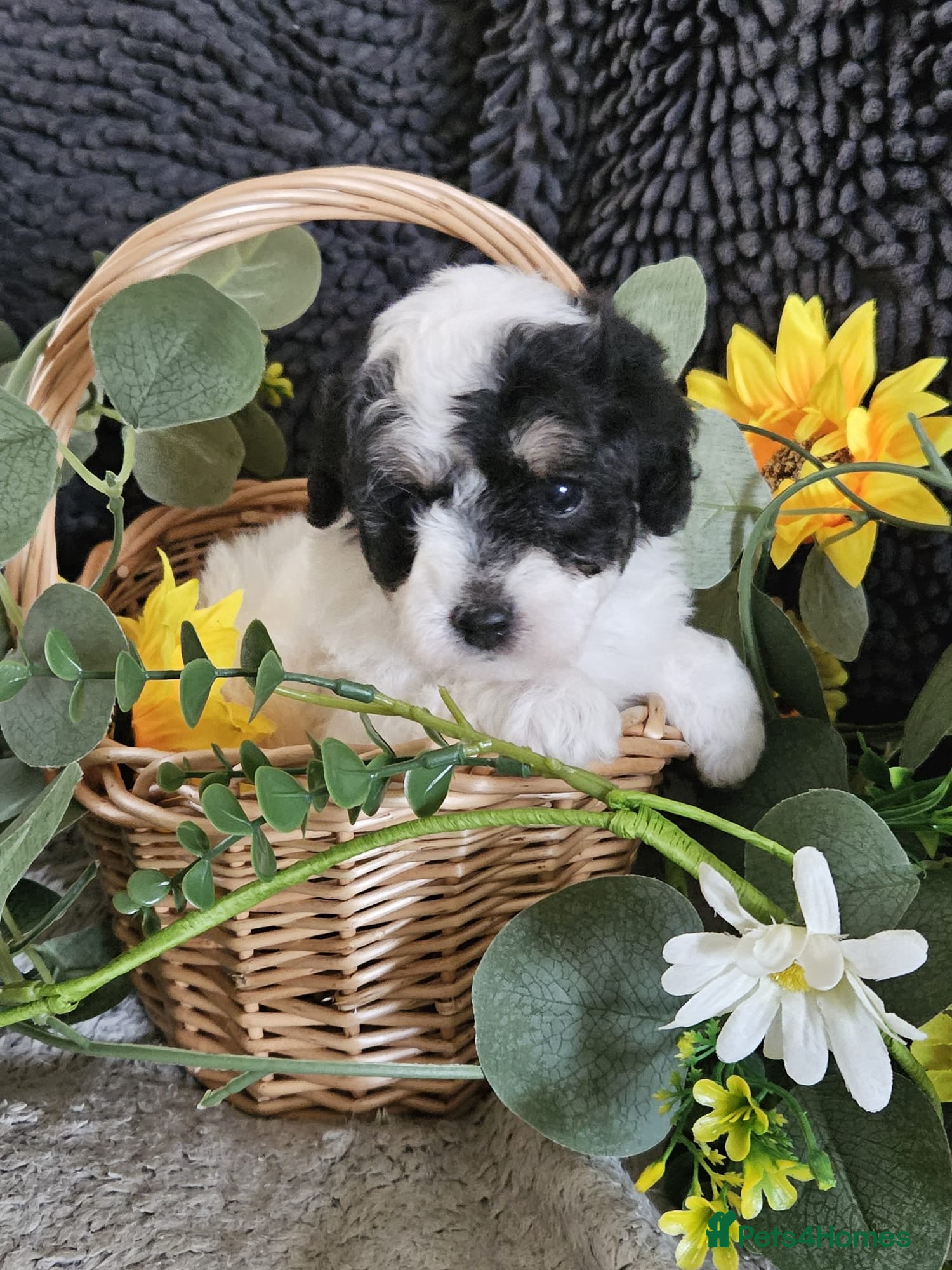 Maltipoo dogs Stunning F1 multipoo puppies - Advert 1