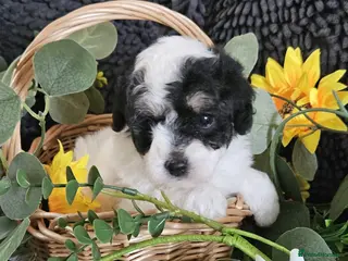 Maltipoo dogs Stunning F1 multipoo puppies - Advert 3