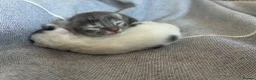 Mixed Breed cats for sale: 2 Beautiful and healthy kittens for sale  in Bath - Advert 4