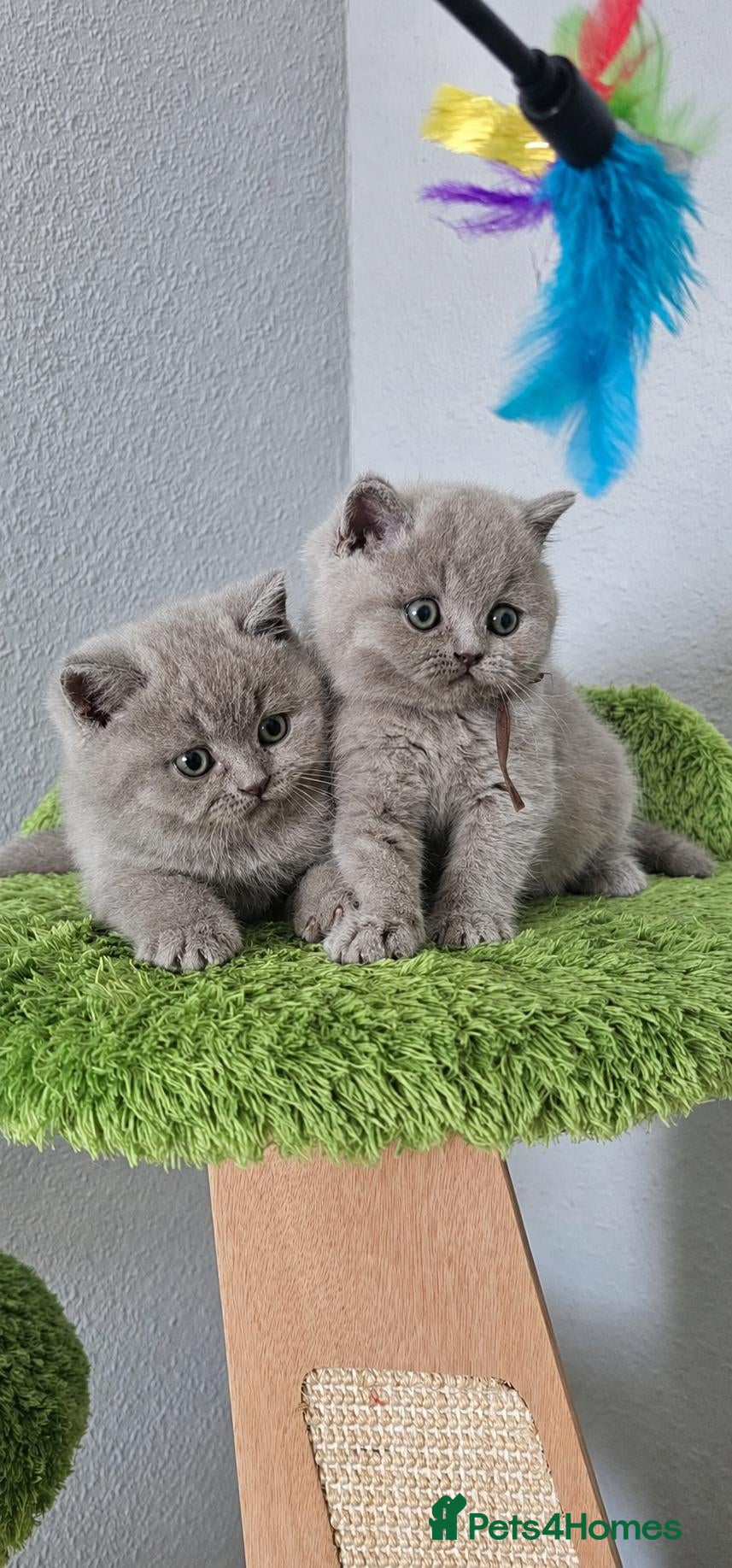 British Shorthair cats British Shorthair Male Kittens - Advert 1