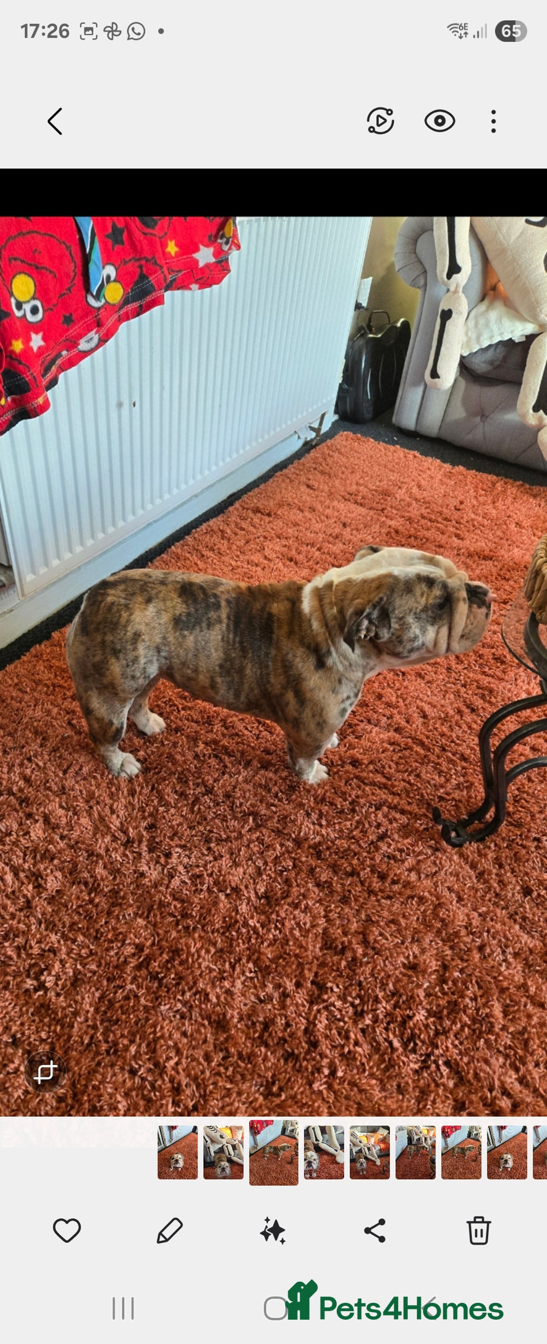 English Bulldog dogs for sale: British bull dog - Image 3