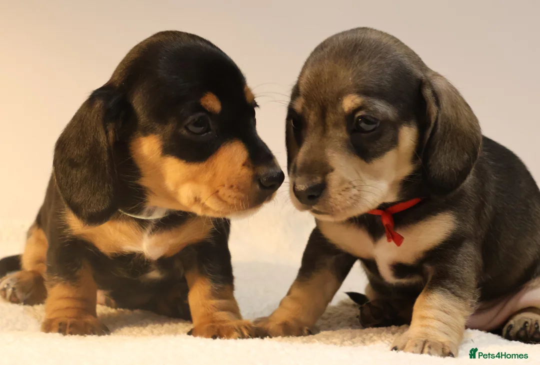 Miniature Dachshund dogs for sale: 5*Licensed+KC+PRAclear+VETchecked+Chocolate&Cream - Advert 9
