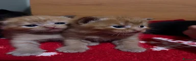 Domestic Shorthair 5