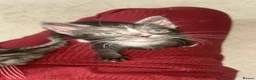 Mixed Breed cats for sale: READY NOW STUNNING KITTENS - Advert 6
