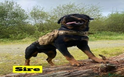 Rottweiler dogs for sale: Beautiful KC Rottweiler puppies - Image 6