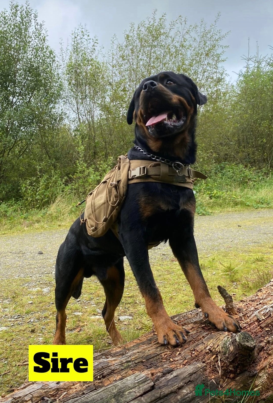 Rottweiler dogs for sale: Beautiful KC Rottweiler puppies - Image 6