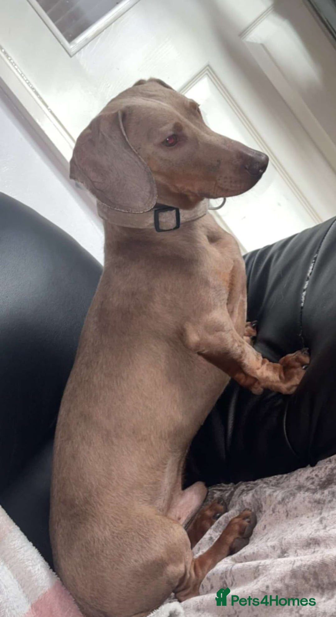 Dachshund dogs for sale: Beautiful litter of mini dachshunds  - Advert 18