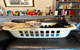 Cockapoo dogs for sale: COCKAPOO PUPPIES  - Image 16