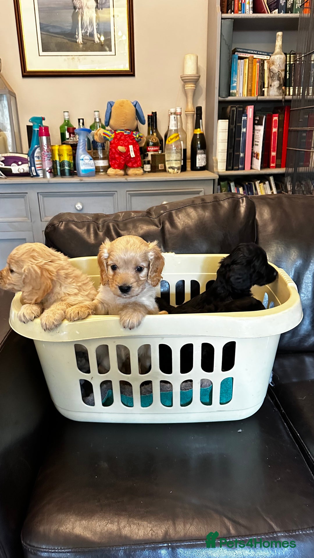 Cockapoo dogs for sale: COCKAPOO PUPPIES  - Image 16