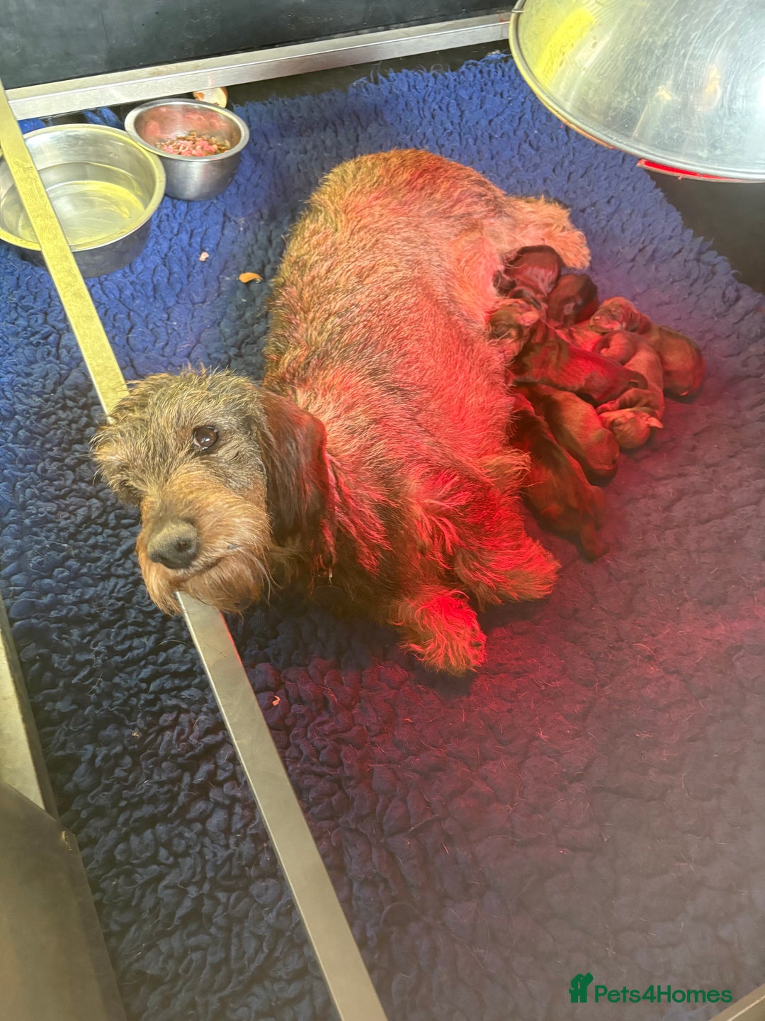 Dachshund dogs for sale: Wire haired Dachshund Puppies KC reg Teckle  - Advert 2