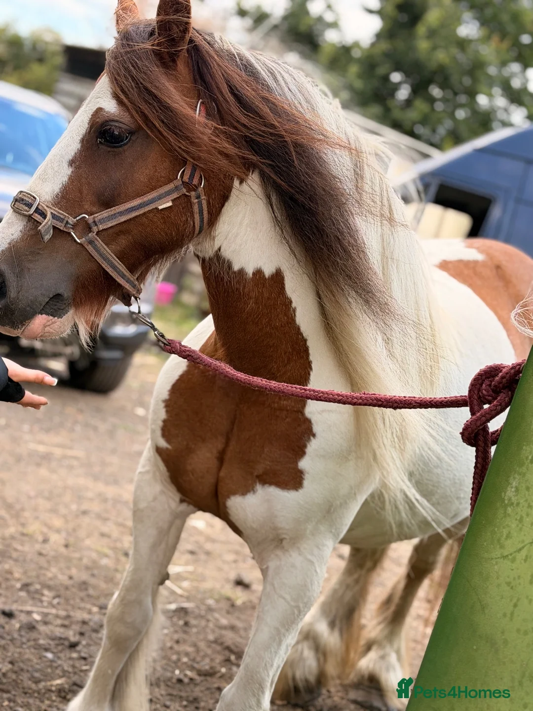Irish Cob horses for sale: Beautiful cherry  - Advert 15