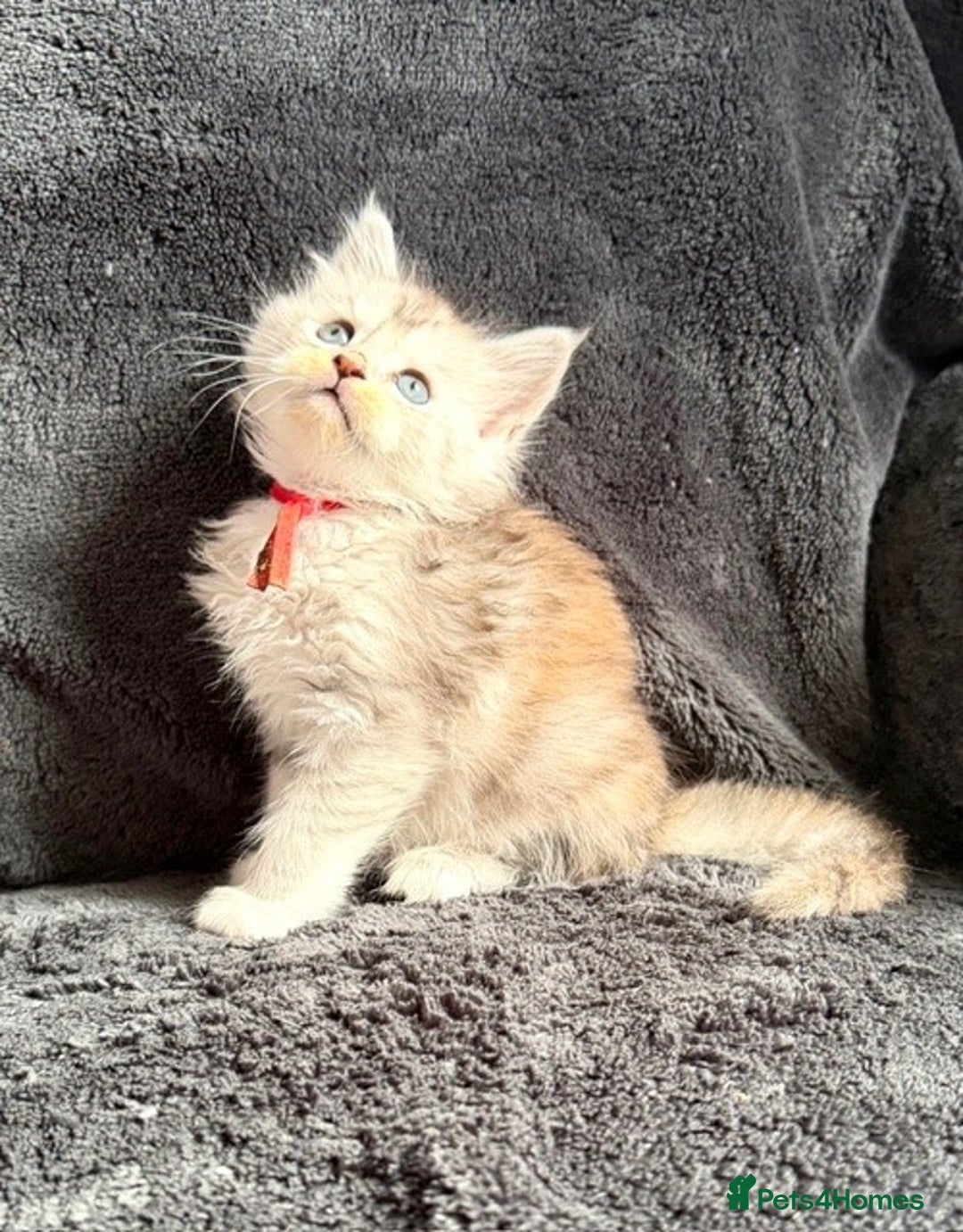 Maine Coon cats for sale: 🐾 TICA-Registered Maine Coon Kittens🐾 - Advert 12