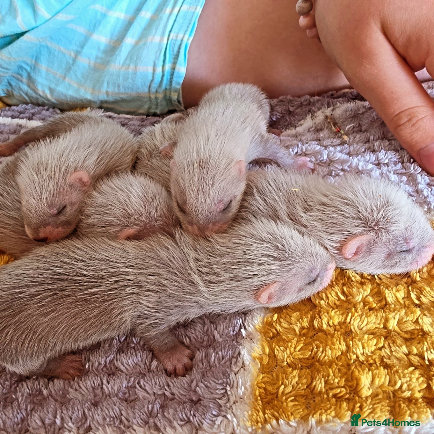 Ferret rodents Kitts for sale all jills - Advert 4