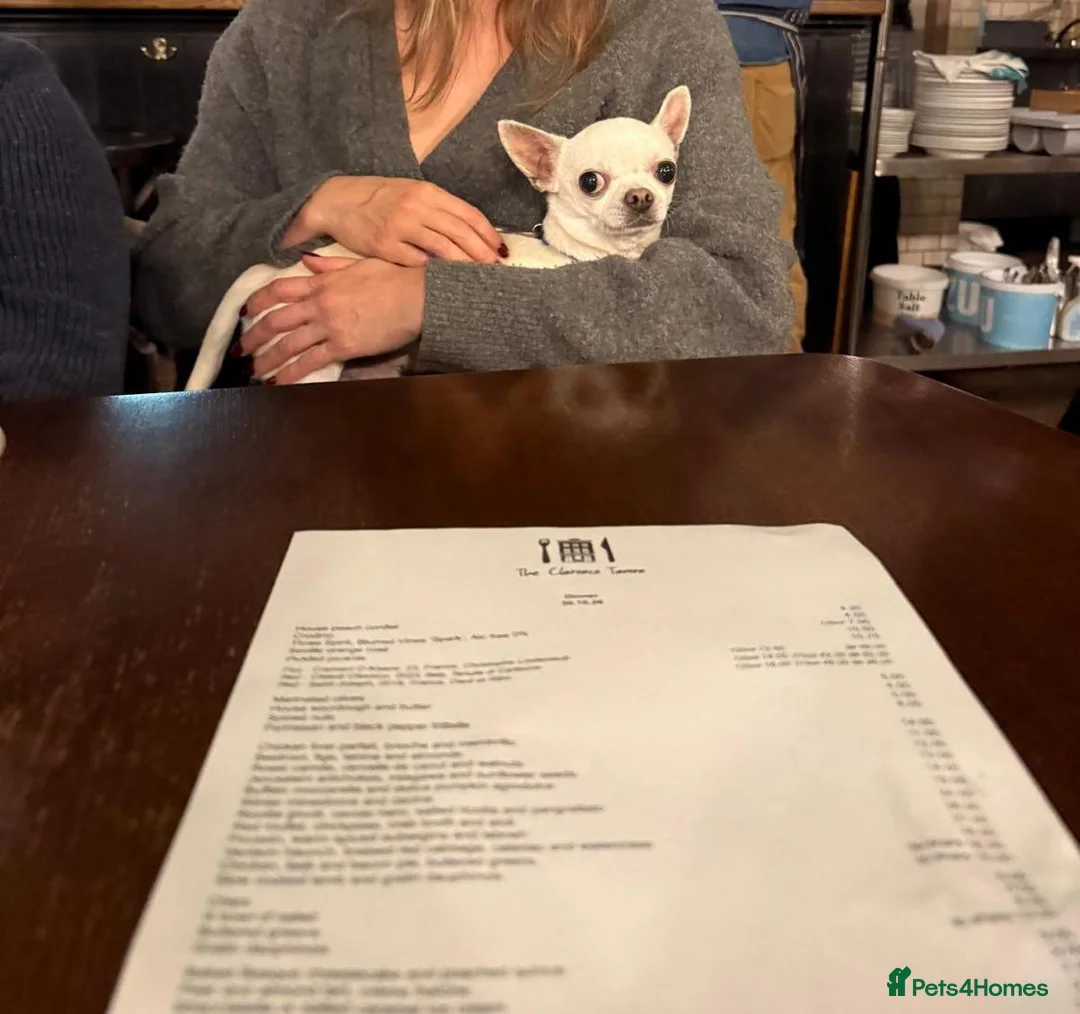 Chihuahua dogs for sale: Benny the Chihuahua! - Advert 2