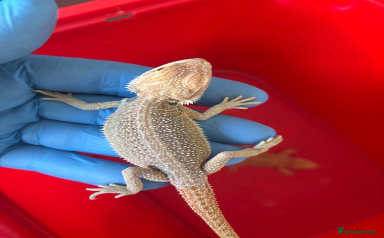 Bearded Dragon reptiles - Advert 2