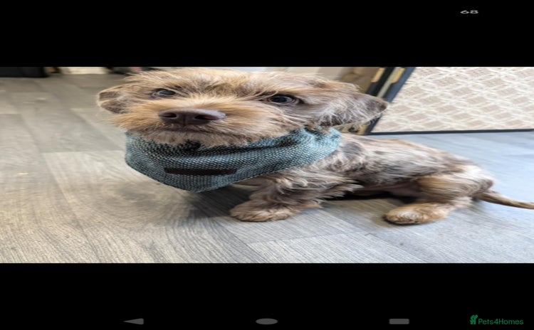 Mixed Breed dogs Dachshund X Terrier - Mushu  - Advert 1