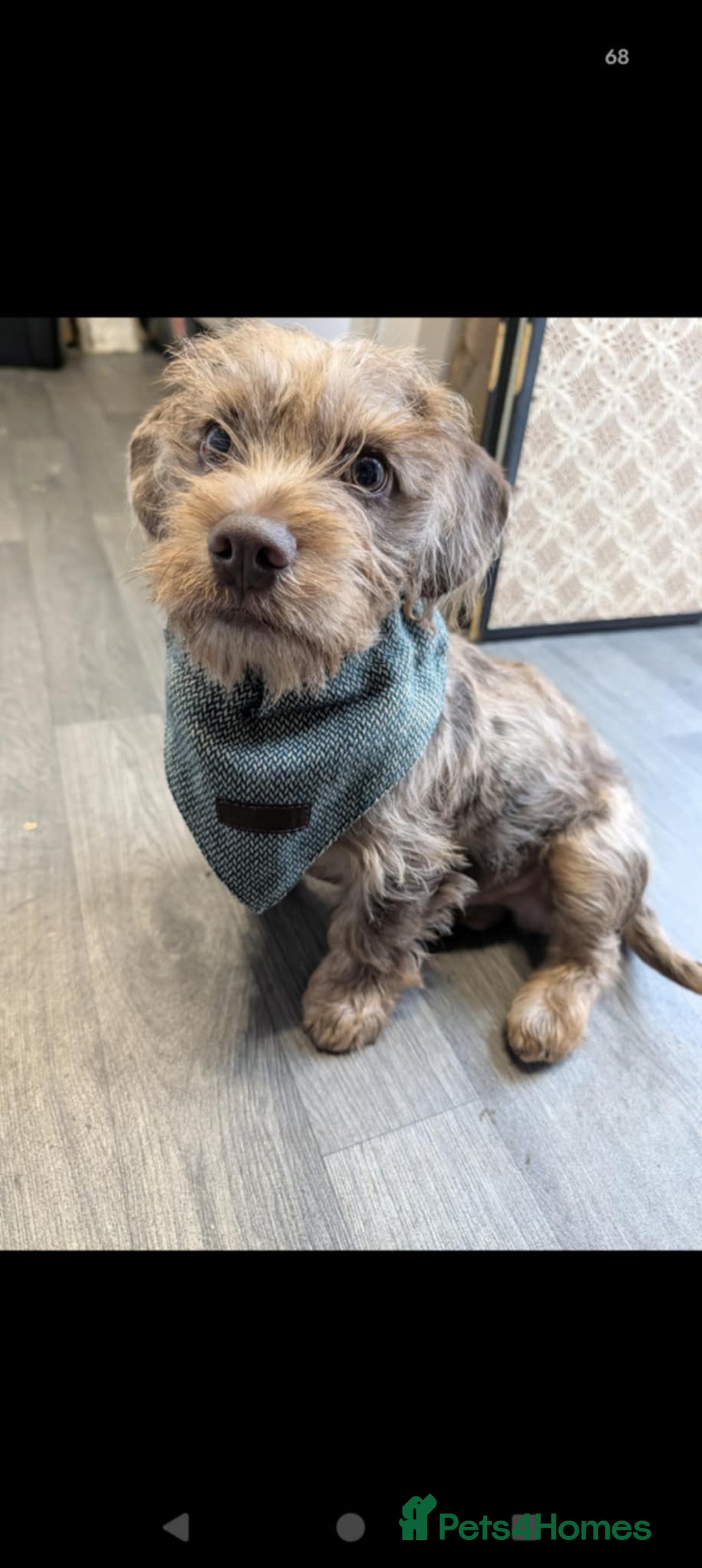 Mixed Breed dogs for sale: Dachshund X Terrier - Mushu  - Advert 1